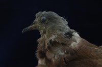 Red Turtle Dove Collection Image, Figure 11, Total 11 Figures